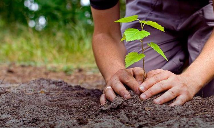 La facultad de Ciencias Agrarias lleva adelante programas de reforestación  para combatir el cambio climático