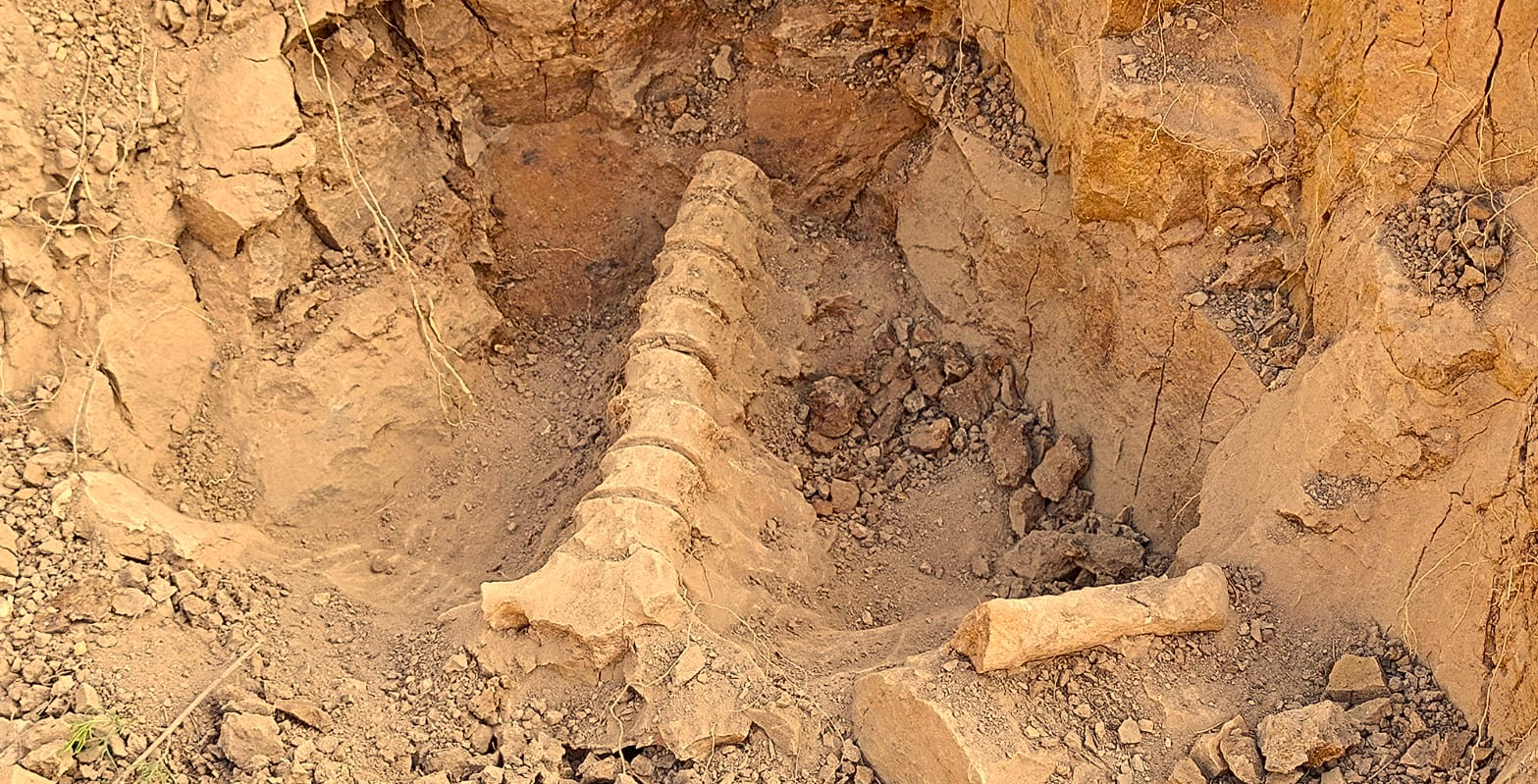 Hallazgo paleontológico en Redención Pampa