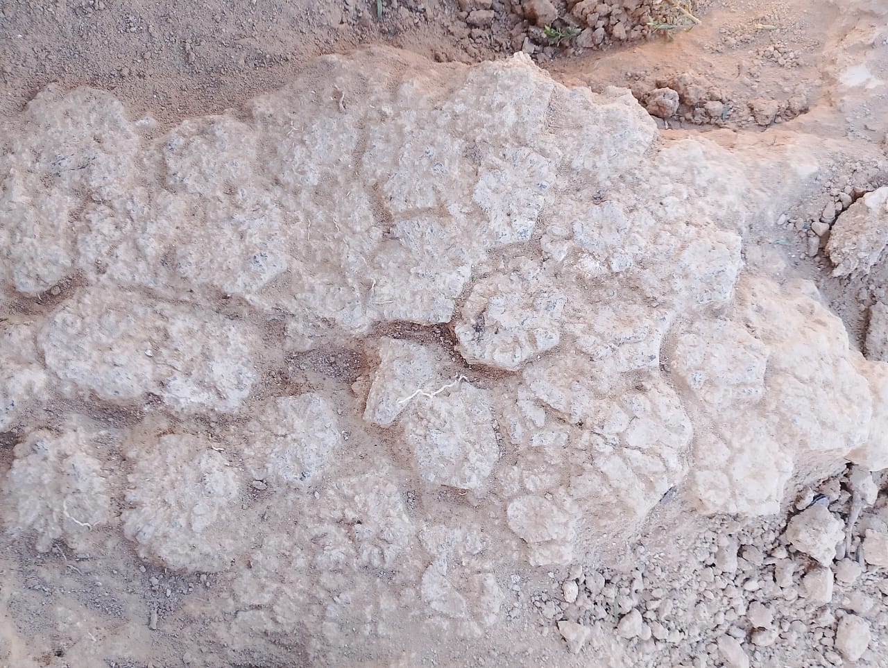 Descubrimiento de Restos de Caparazón de Glyptodón en PalKa Mayu